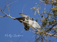 Spitsvogels [Artamidae]